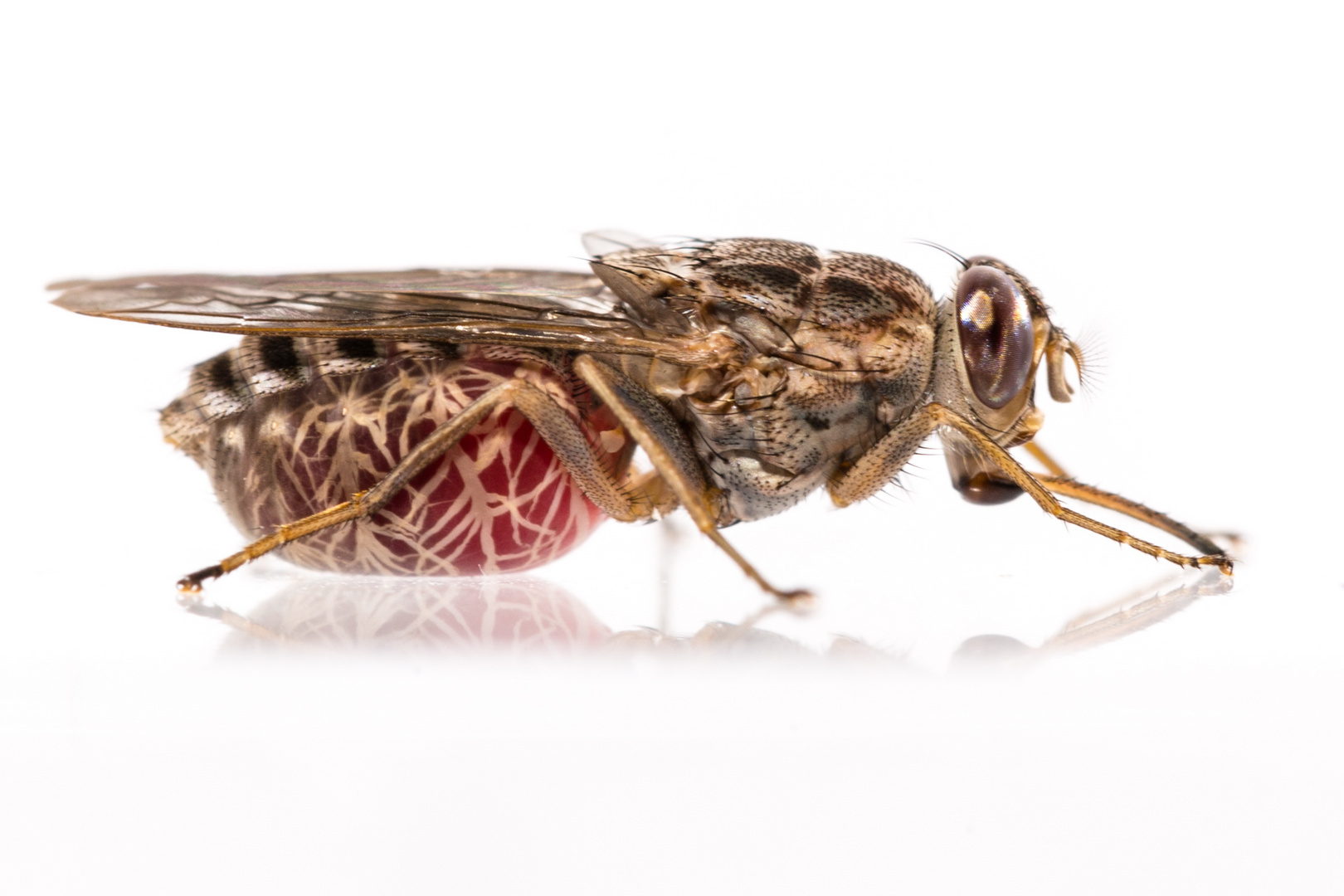 Tsetse fly