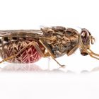 Tsetse fly