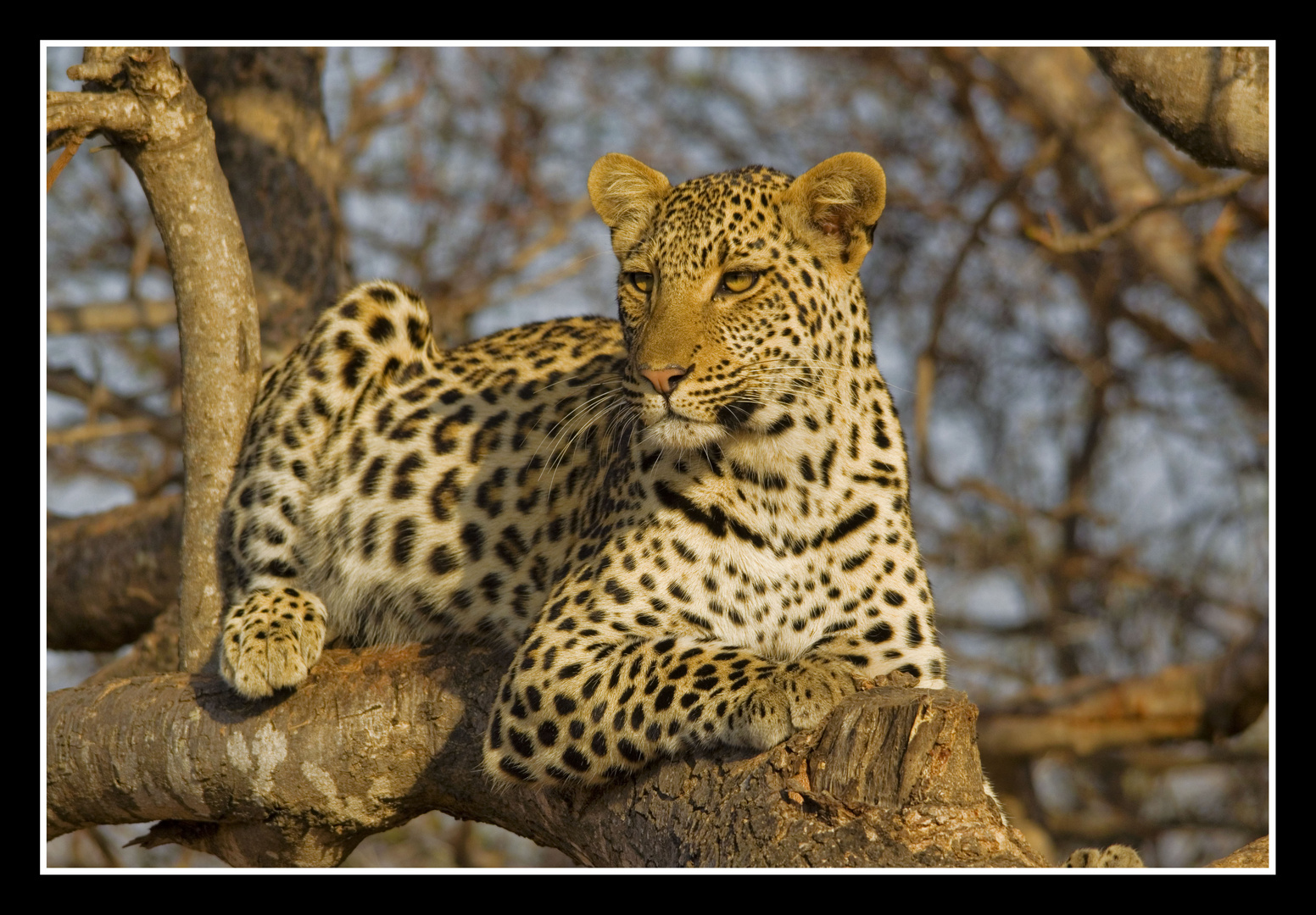 Tshukudu Leopard