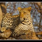 Tshukudu Leopard