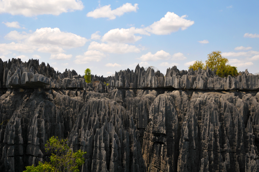 Tsingy de Bemaraha- Die Festung der Artenvielfalt