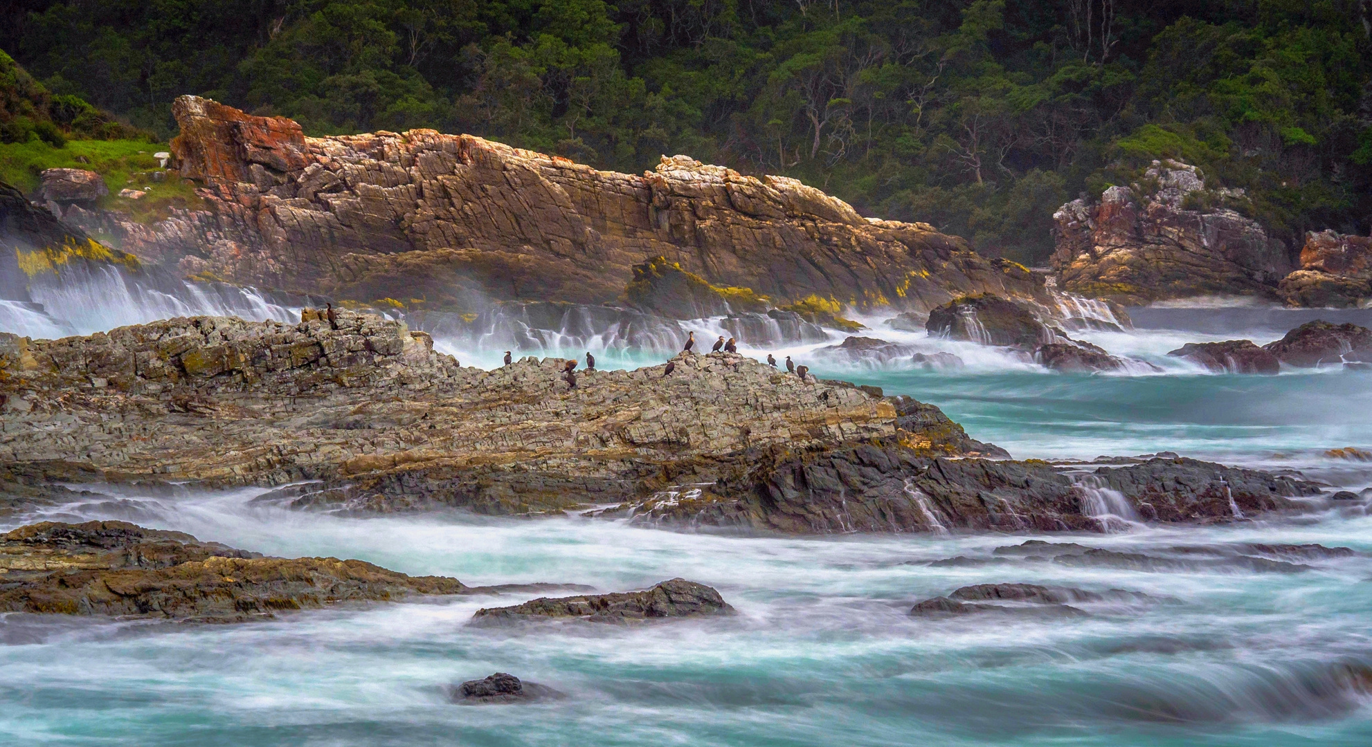 Tsitsikamma Cormorants