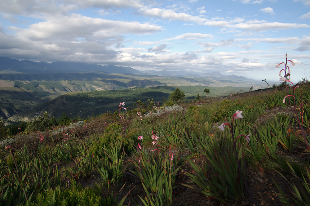 Tsitsikamma National Park