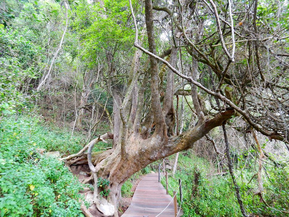 Tsitsikamma National Park South Africa