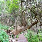 Tsitsikamma National Park South Africa
