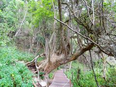 Tsitsikamma National Park South Africa