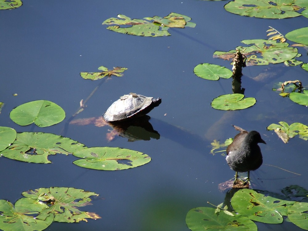 tststs... ne Schildkröte ..am niederrhein...