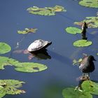 tststs... ne Schildkröte ..am niederrhein...