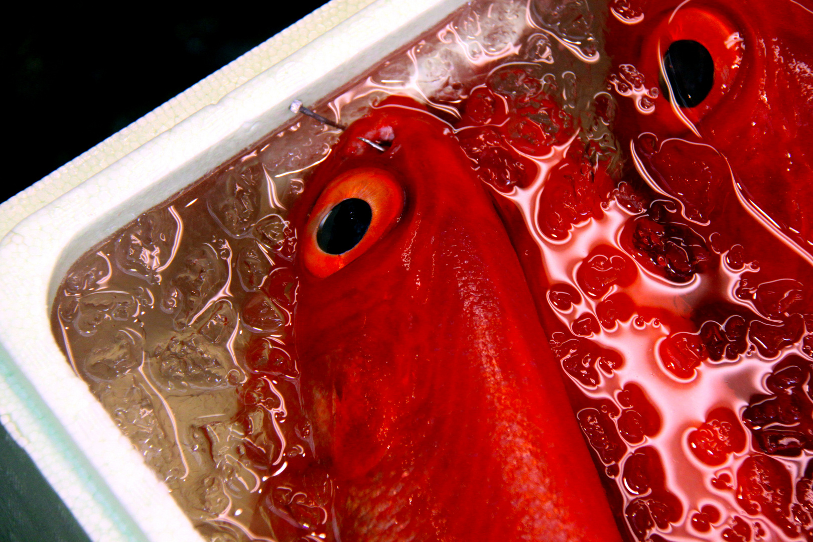 Tsukiji fish market Tokyo