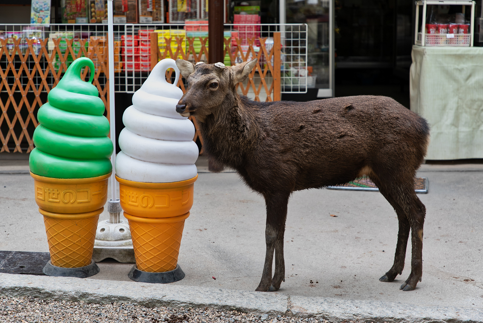 Tsunobue - Hörnchen