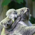 TSZB Koala (139)f