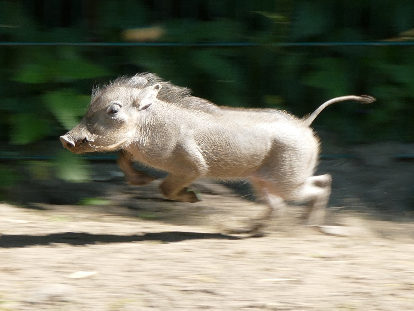 TSZH Warzenschwein (29) 43zk