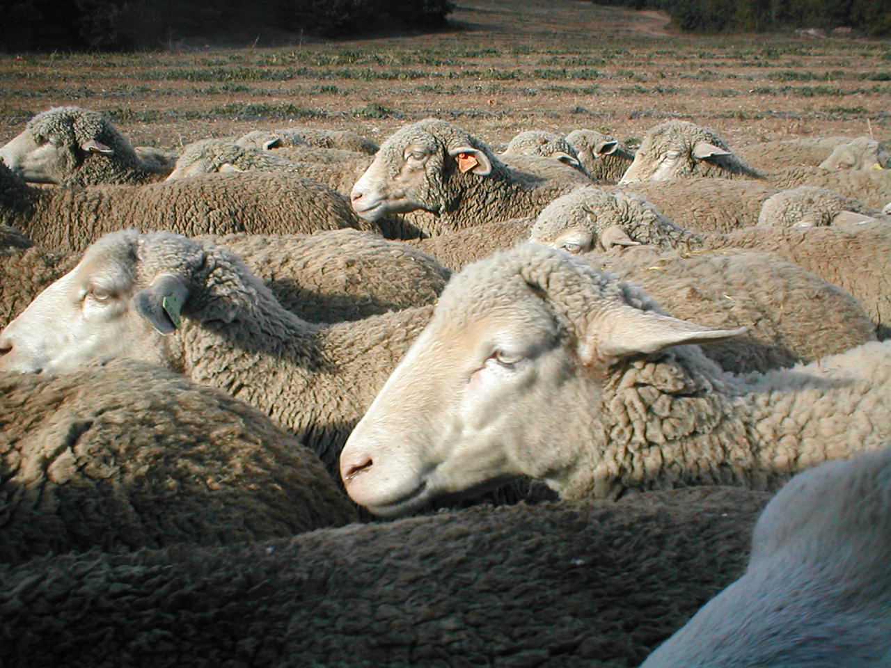 tête à queue