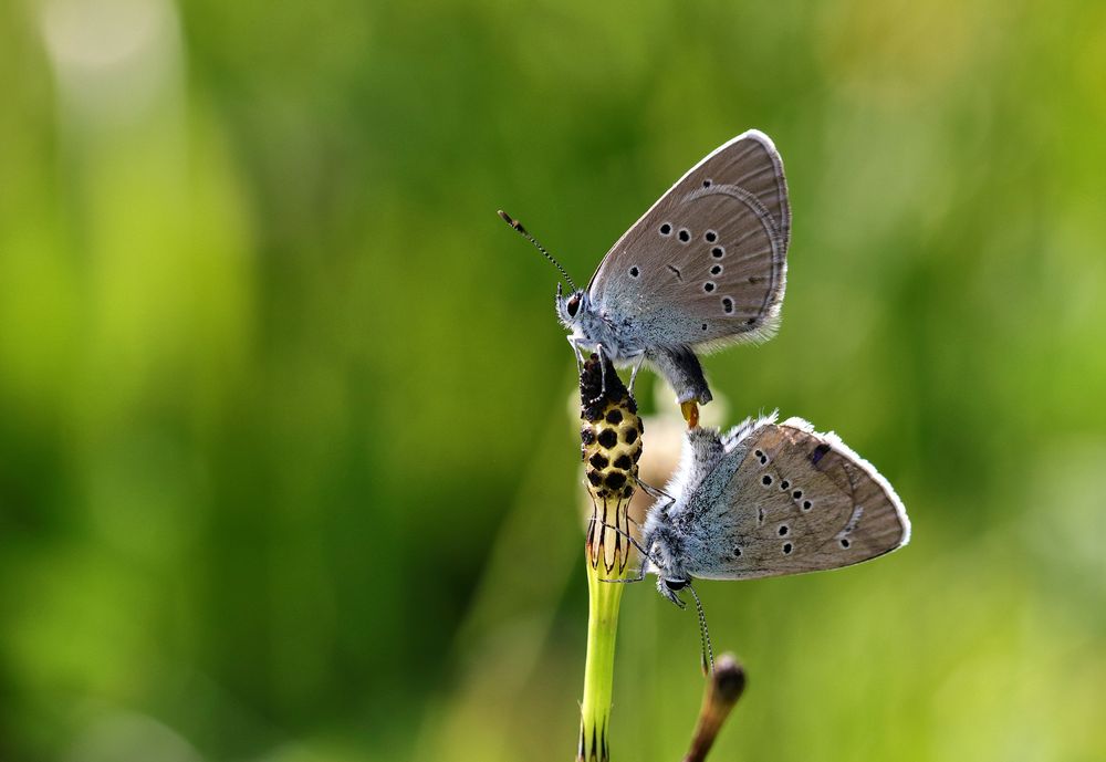 TêteàTête Foto & Bild makro, natur, insekten Bilder auf