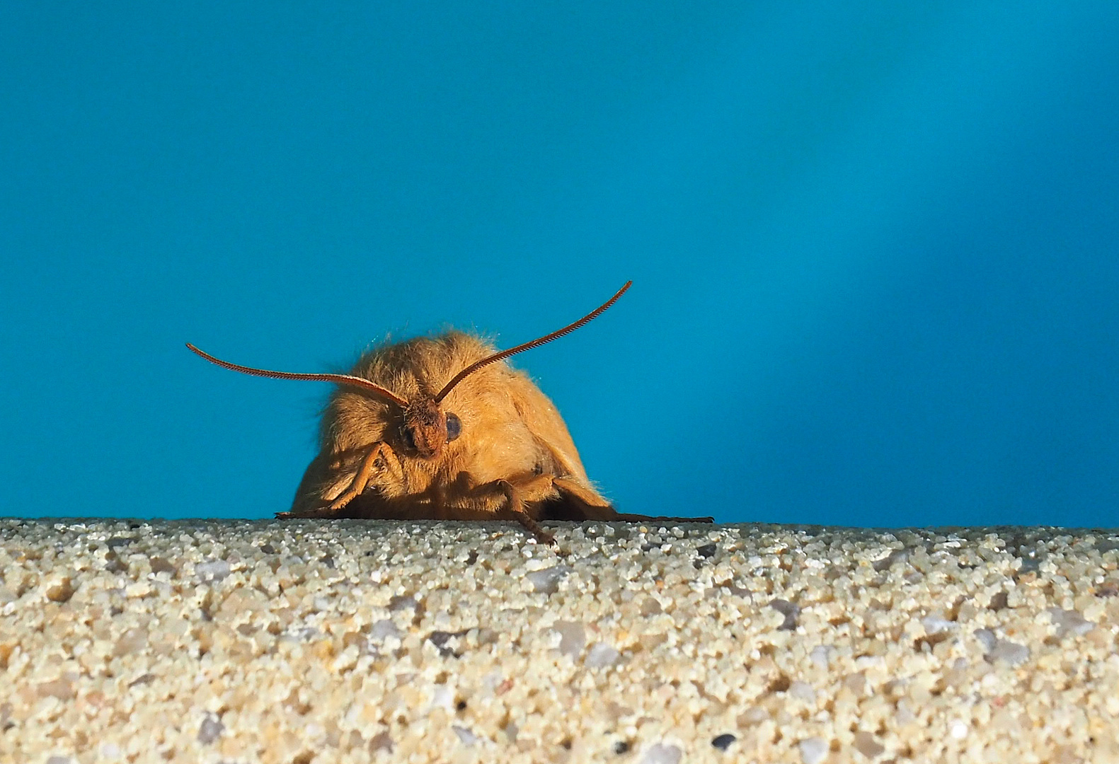 Tête à tête avec le bombyx du chêne