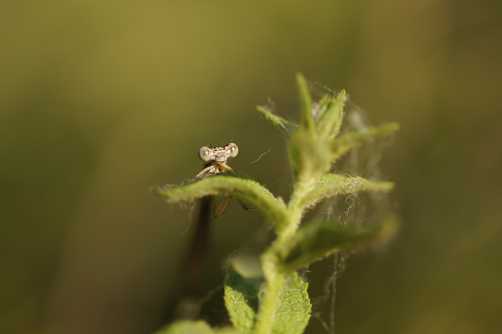 Tête à tête avec un leste brun (Sympecma fusca)