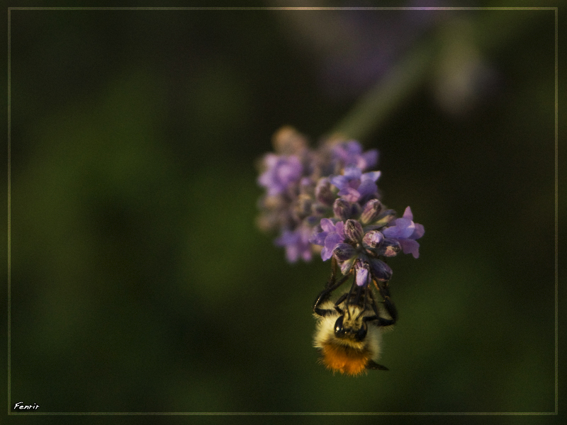 Tête à tête avec une abeille