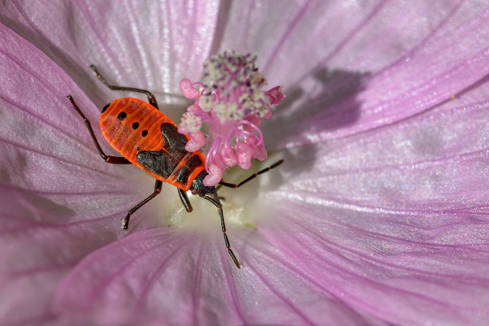 TêteàTête Foto & Bild makro, natur, macro Bilder auf