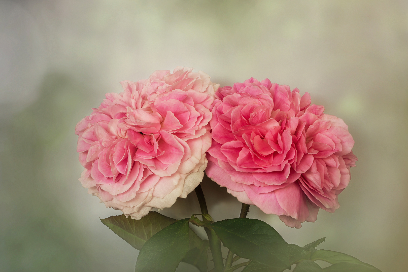 Tête-à-tête der Englischen Rose "Getrude Jekyll"...