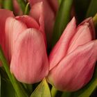 Tête-à-Tête der Tulpen,,,