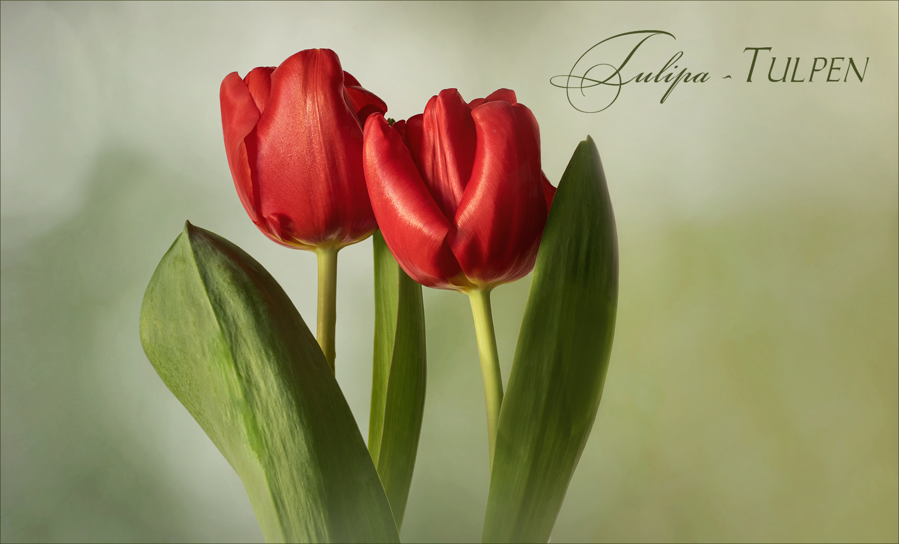 Tête-à-Tête der Tulpen..