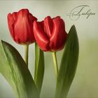 Tête-à-Tête der Tulpen..