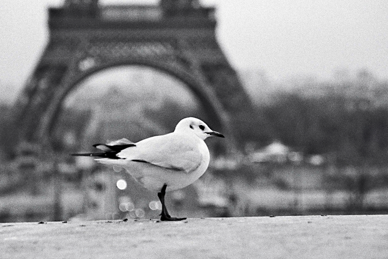 Tête-à-tête........mit dem Fotografen....