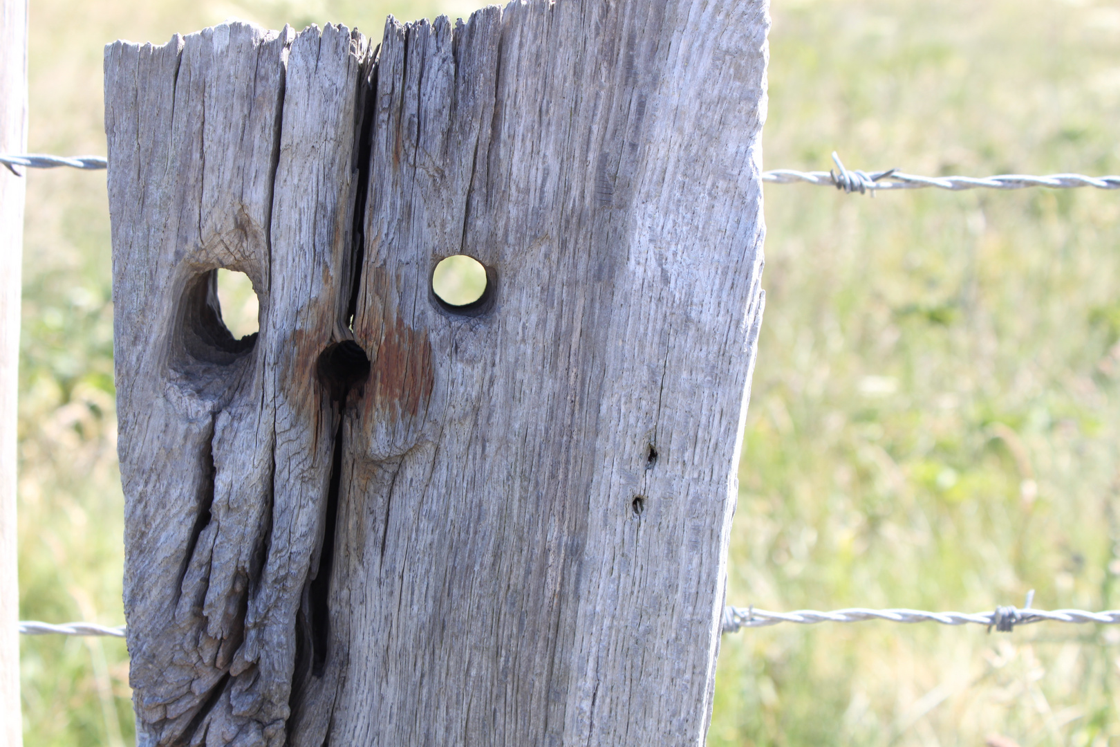 tête de bois