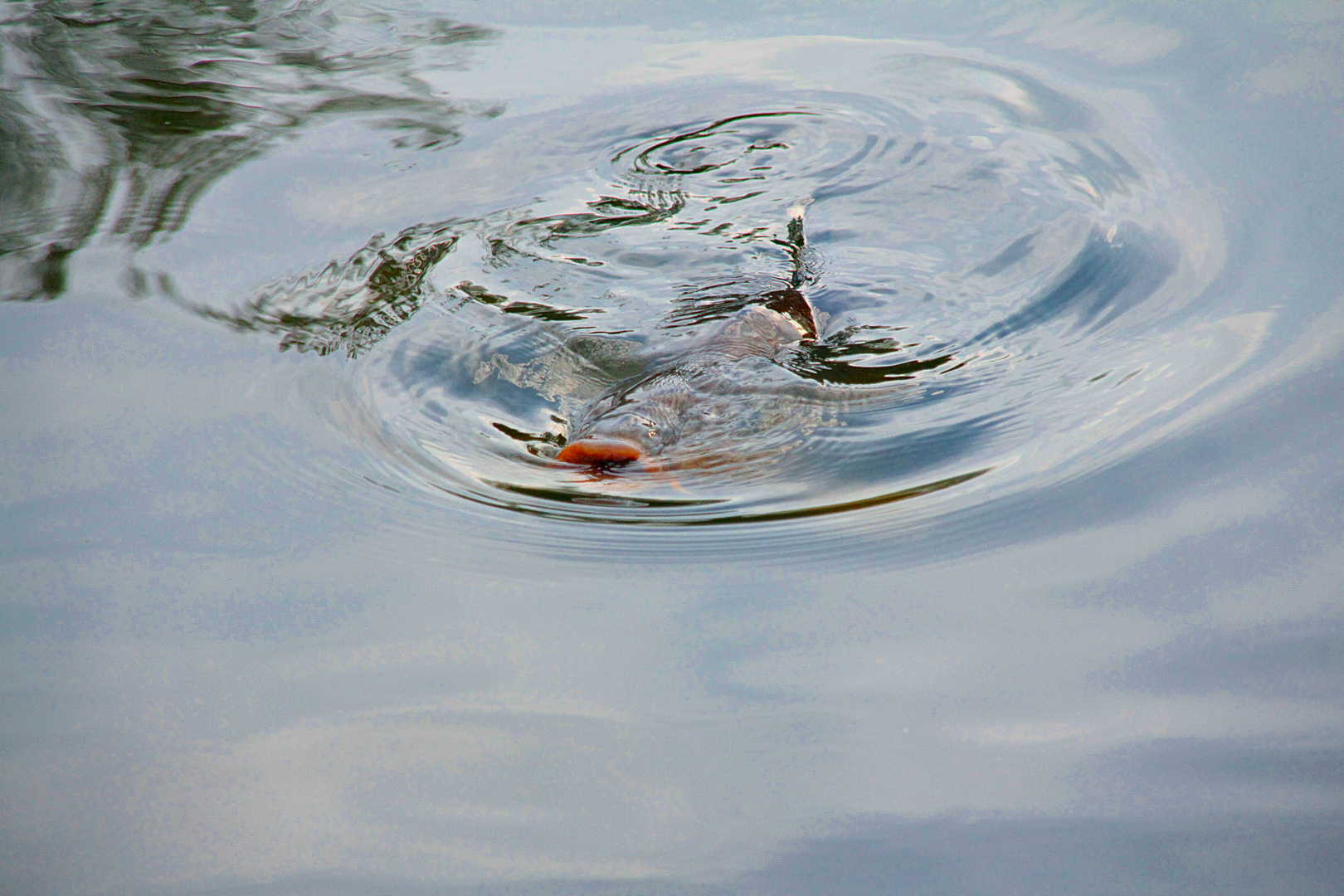 Tête de carpe en surface