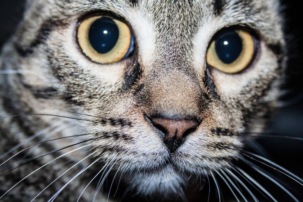 Tête de chat Image & Photo de AlisonJessie de La photographie animalière Photographie