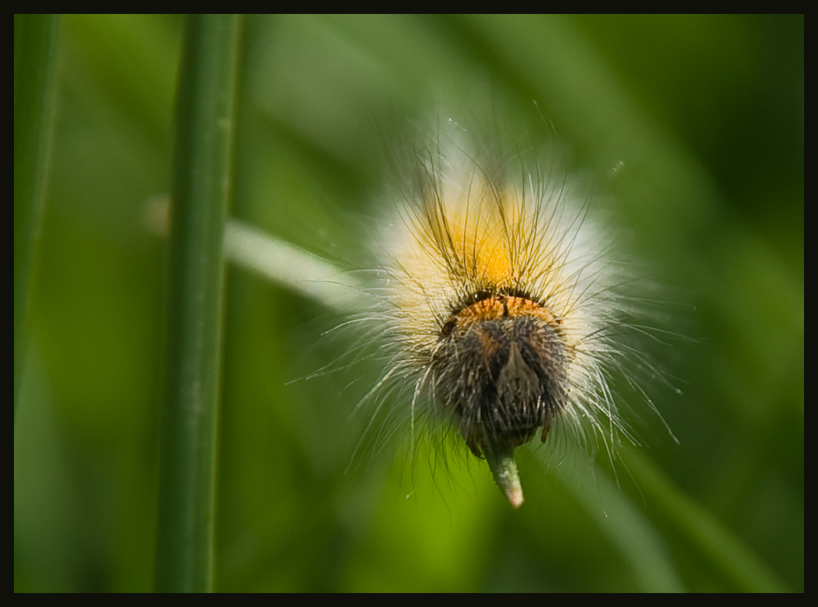 tête de chenille