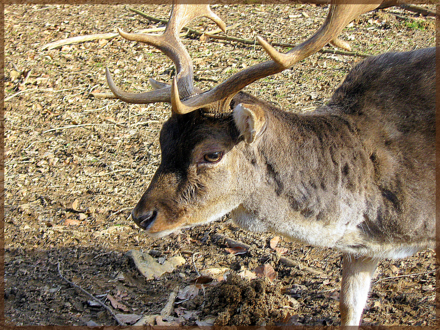 tête de chevreuil ou de cerf