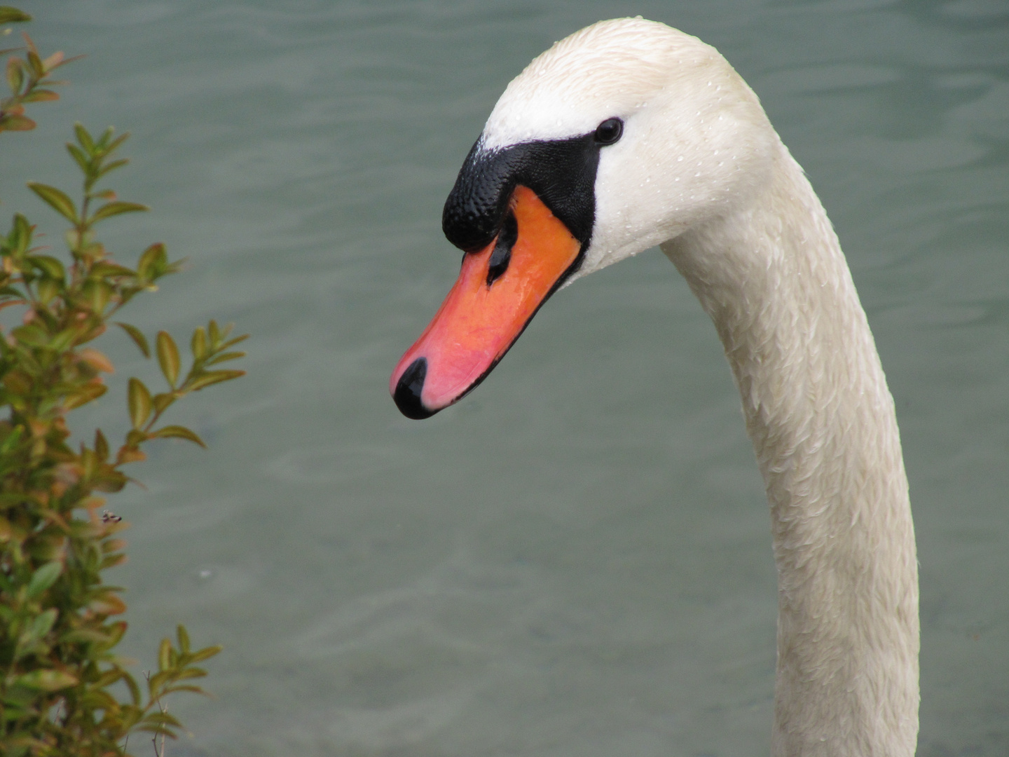 Tête de cygne