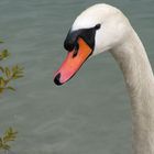 Tête de cygne