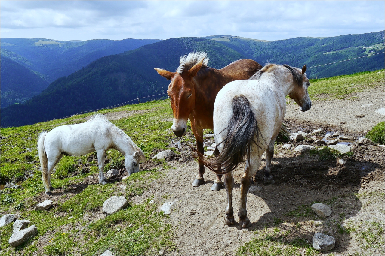 Tête de mule