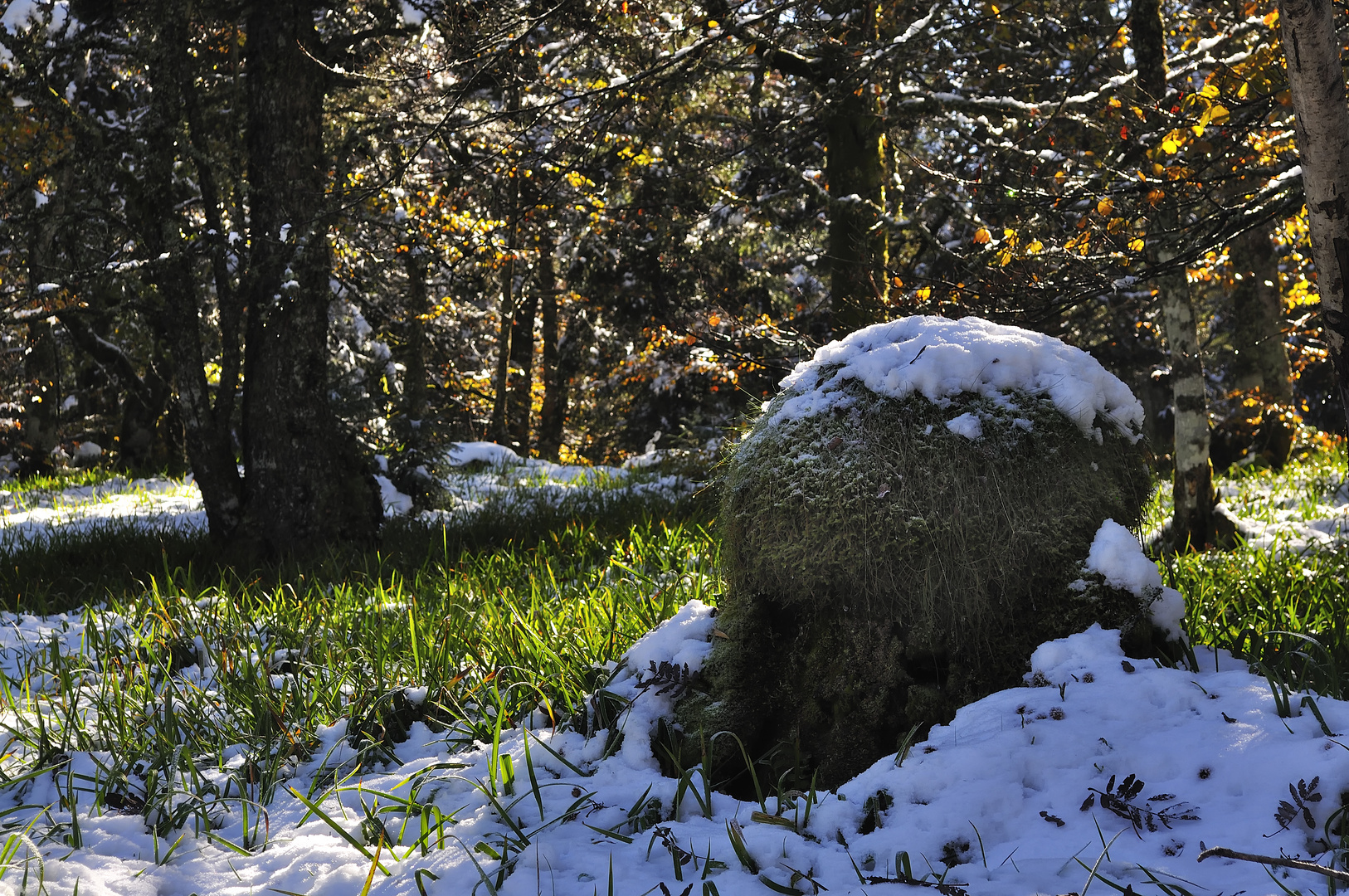 tête de neige