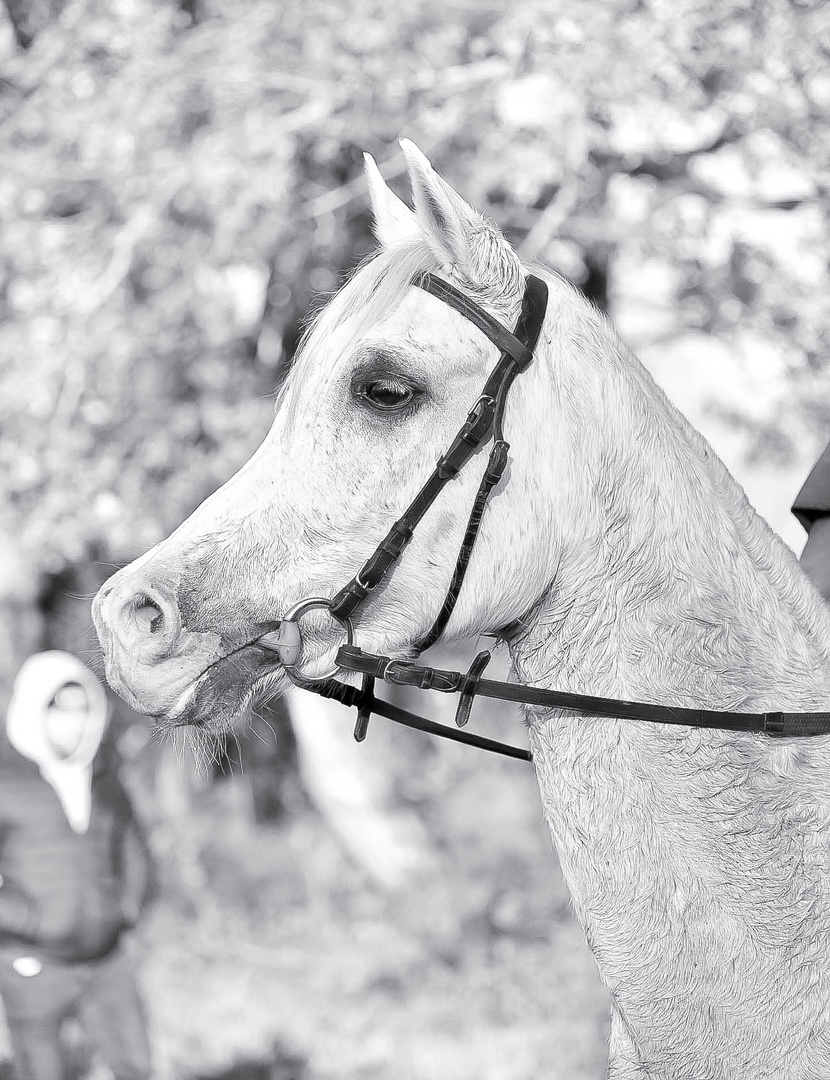 Tête de Royal Horse 