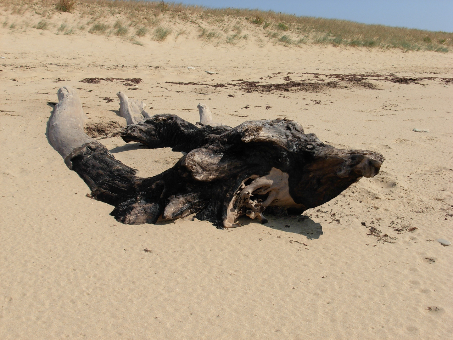 Tête de veau sur lit de sable