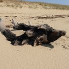 Tête de veau sur lit de sable