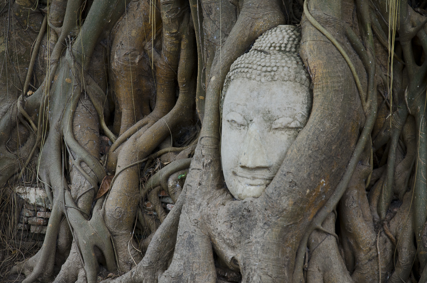 Tête prisonnière des racines d'un figuier du Wat Phra Mahathat d'Ayuthaya (Thailande)