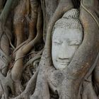 Tête prisonnière des racines d'un figuier du Wat Phra Mahathat d'Ayuthaya (Thailande)