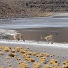 Ttetir’ guisla (vicuña)