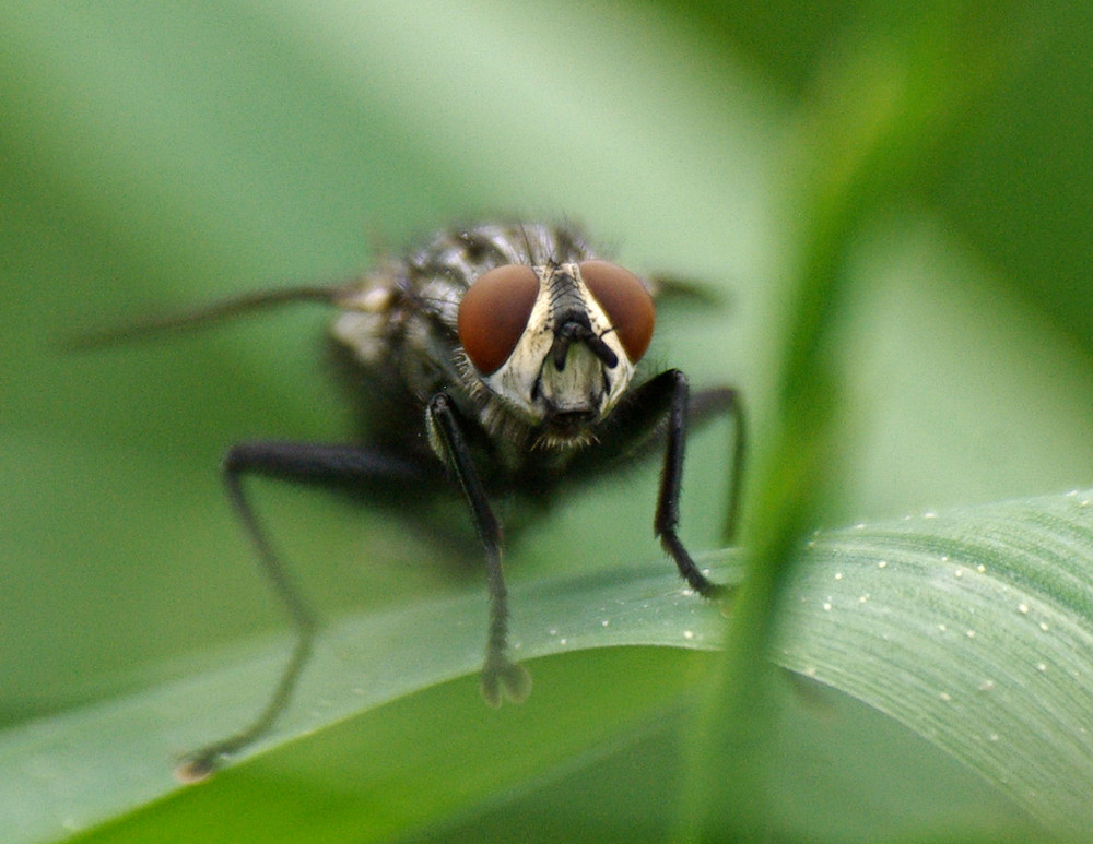 TU AS DE BEAU YEUX TU SAIS