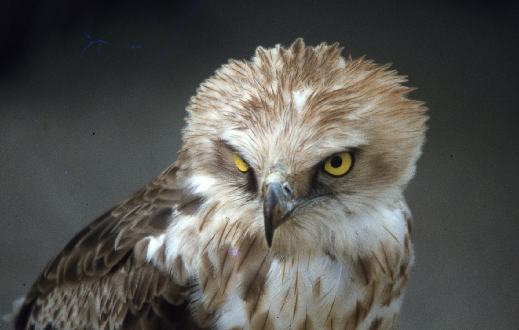 Tu as de beaux yeux !