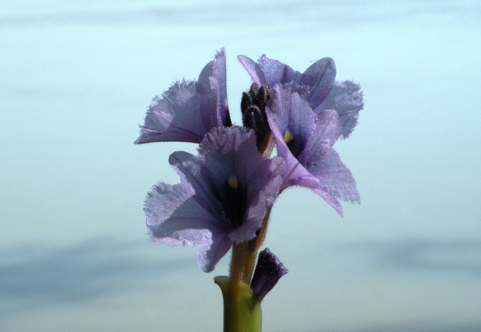 Tu Flor