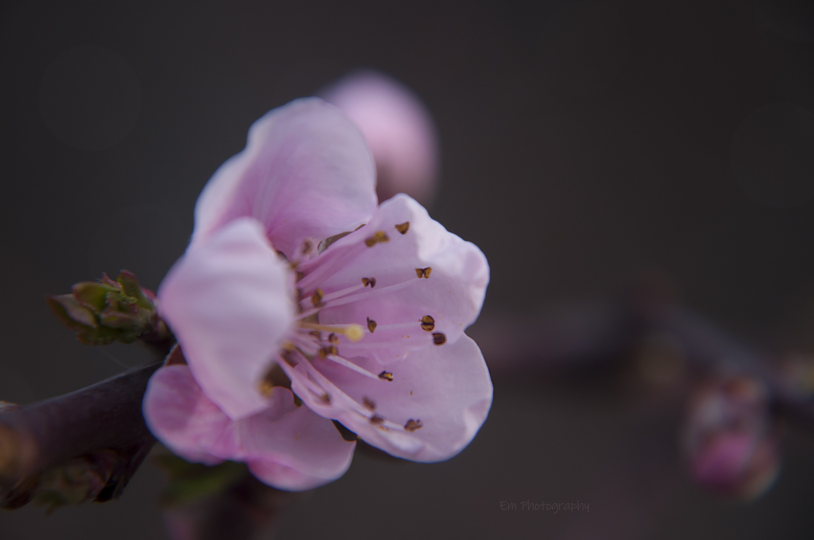 Tu m’as giflé de ton printemps sans tiédeur.