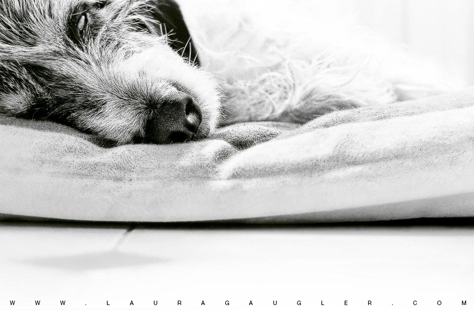 Tu me manques photo et image animaux, animaux domestiques, chiens Images