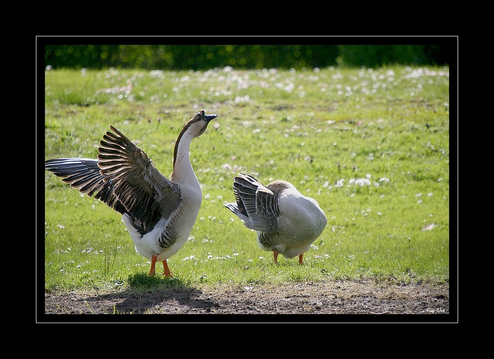 tu peux te cacher !!!!!!!!!!