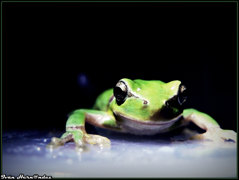 Tu principe...verde?