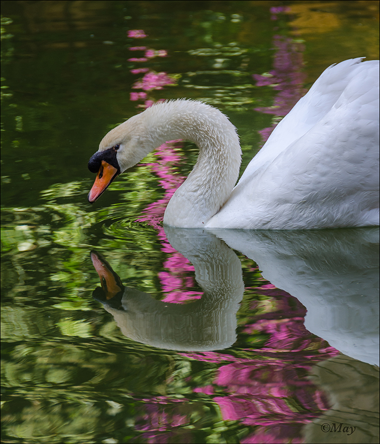 Tu reflejo